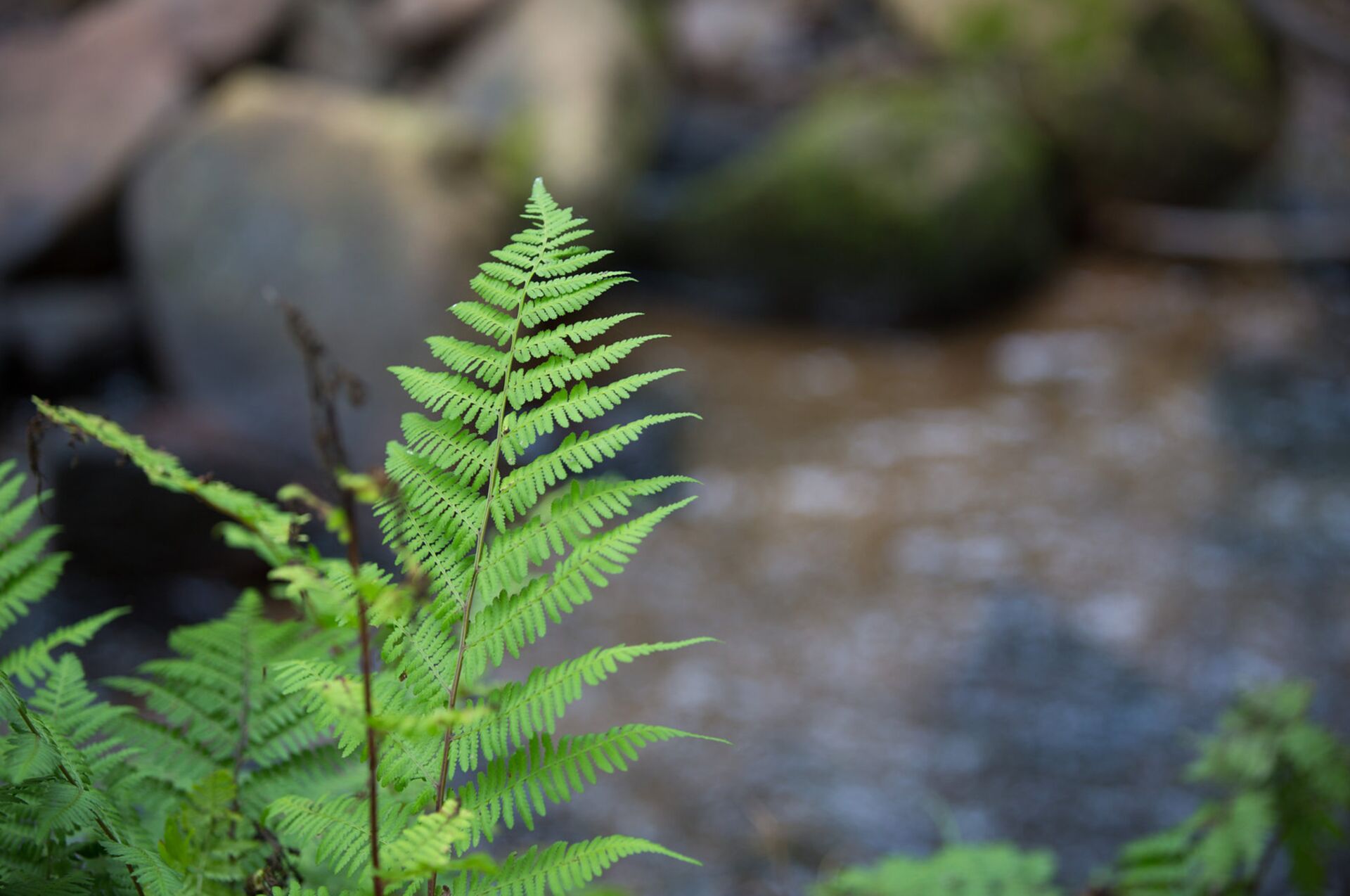 Camp Harrison Nature Bracken Fern 08 08