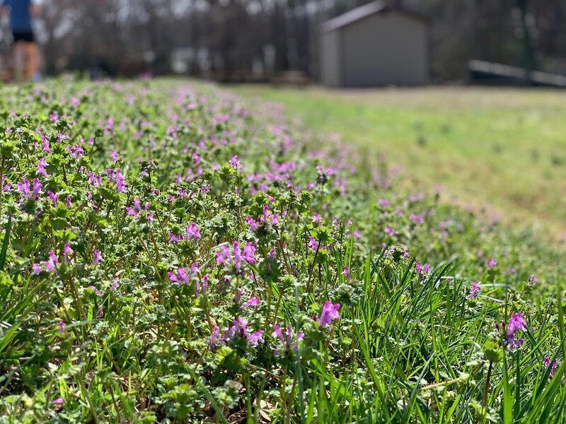 Spring Flowers